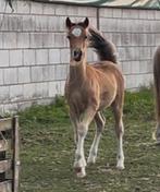 Welsh pony Sectie C hengstveulen, Dieren en Toebehoren, Gechipt, 0 tot 2 jaar, Hengst, C pony (1.27m tot 1.37m)