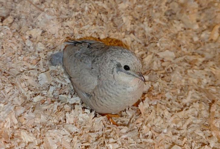 Chinese dwergkwartels, Dieren en Toebehoren, Pluimvee, Overige soorten, Meerdere dieren