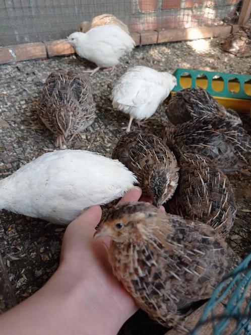 Japanse Kwartel Hennen, Dieren en Toebehoren, Pluimvee
