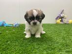Nestje Shih Tzu pups, België, Overige rassen, CDV (hondenziekte), 8 tot 15 weken