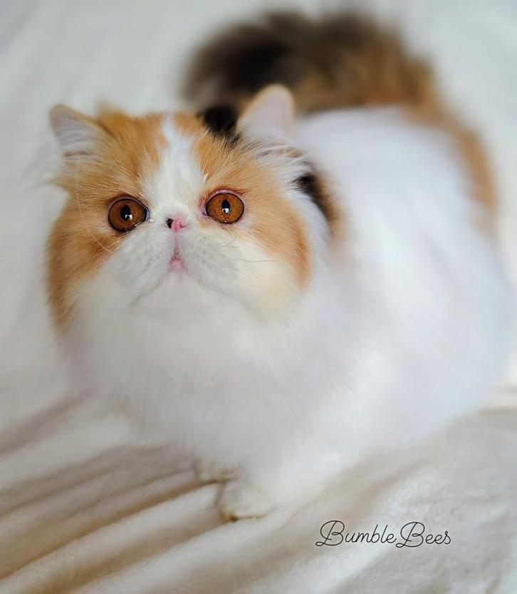 Diamante zoekt gouden mandje, Dieren en Toebehoren, Katten en Kittens | Raskatten | Langhaar, Poes, 0 tot 2 jaar, Met stamboom