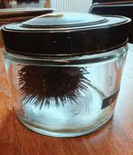 zee egel/peer in bokaal, Ophalen of Verzenden, Zo goed als nieuw