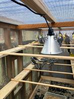 KWEEKRIJPE VALKPARKIETEN VANAF 60 EURO/KOPPEL, Plusieurs animaux, Perruche