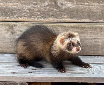 Jeune furet male angora beschikbaar voor biedingen