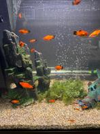 Plattys, Vis, Zoetwatervis