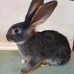 Duitse reus rammetjes 7 weken, Mannelijk, Groot, 0 tot 2 jaar