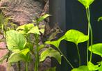 Aquariumvissen, Vis, Zoetwatervis, Schoolvis