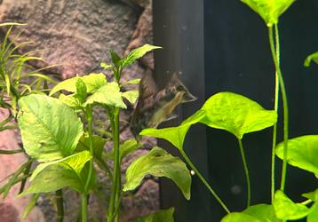 Aquariumvissen beschikbaar voor biedingen