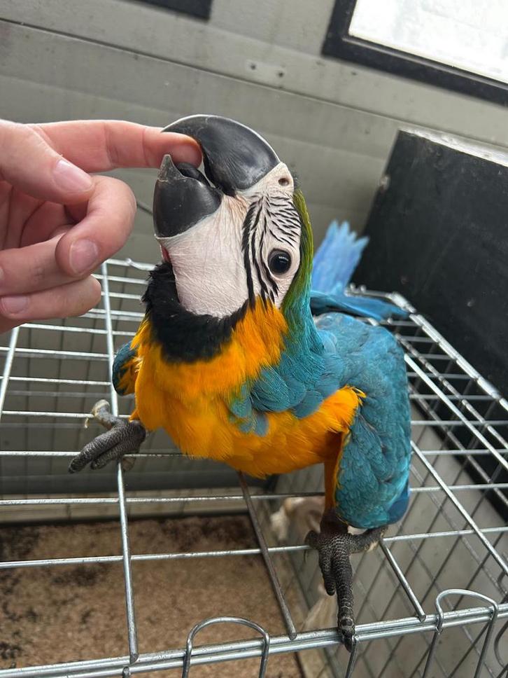 * Weekend-tip * Jonge, tamme blauw gele ara, Dieren en Toebehoren, Vogels | Parkieten en Papegaaien, Papegaai, Vrouwelijk, Pratend