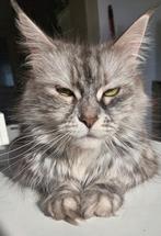 Maine coon poes herplaatser, Chatte ou Chat, Vermifugé, 6 ans ou plus