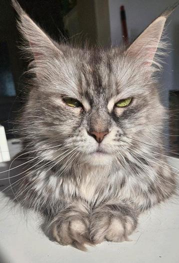 Maine coon poes herplaatser, Chatte ou Chat, Vermifugé, 6 ans ou plus