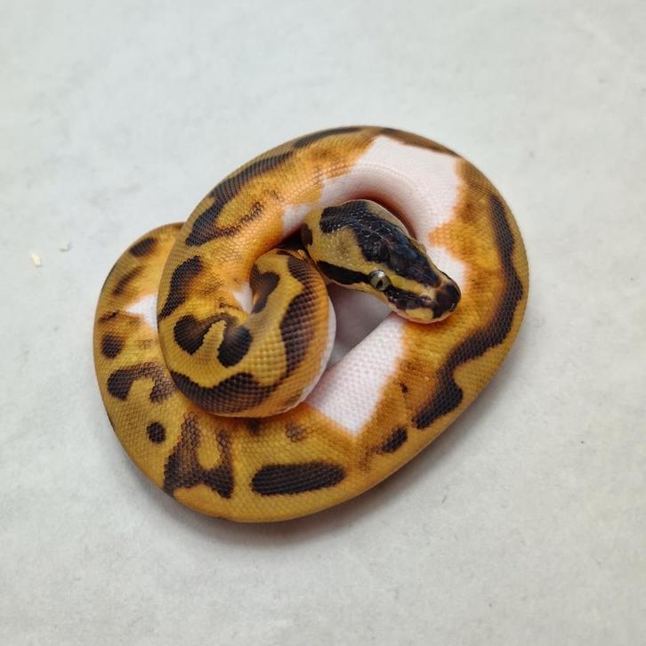 Enchi Leopard Pied het Clown koningspython vrouw, Animaux & Accessoires, Reptiles & Amphibiens, Serpent, 0 à 2 ans, Domestique