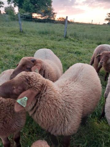 Mouton à vendre 