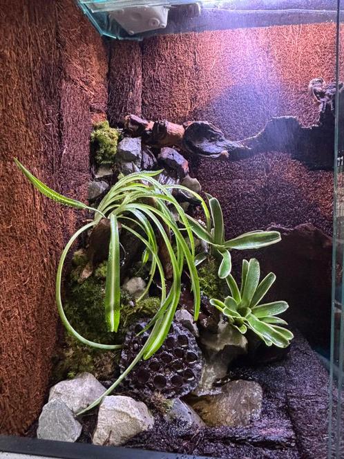 Nieuw op bestelling hobby easy rain, Dieren en Toebehoren, Reptielen en Amfibieën, Amfibie