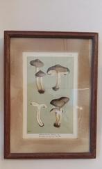 Mushroom Gravure uit UK in Britse kader, Antiek en Kunst, Ophalen of Verzenden