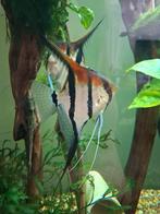 Pterophyllum Scalare Manacapuru Red Back 3cm, Dieren en Toebehoren, Vissen | Aquariumvissen