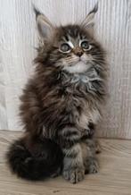 Maine Coon kittens, Animaux & Accessoires, Chats & Chatons | Chats de race | Poil long, Plusieurs animaux, Vermifugé, 0 à 2 ans