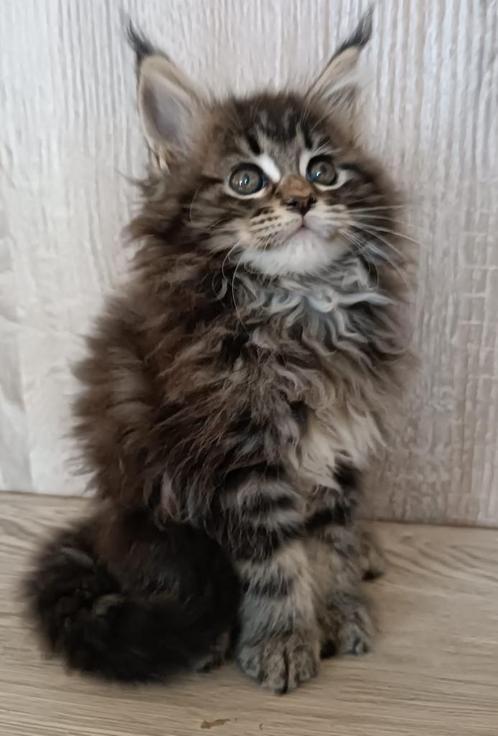 Maine Coon kittens, Dieren en Toebehoren, Katten en Kittens | Raskatten | Langhaar, Meerdere dieren, 0 tot 2 jaar, Met stamboom