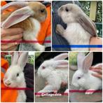 Vlaamse reuzen, Dieren en Toebehoren, Mannelijk