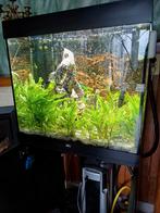 Aquarium, Enlèvement