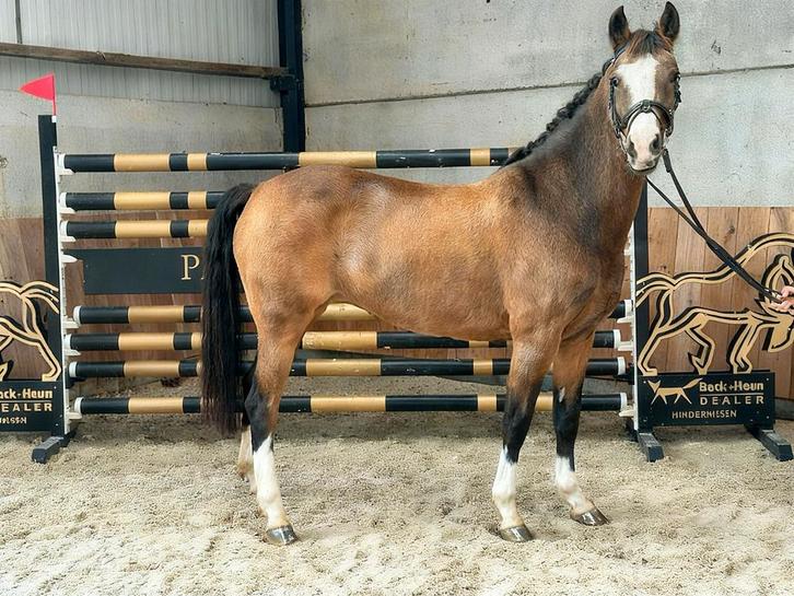Prachtige valkkleurige merrie, Dieren en Toebehoren, Paarden, Merrie, Zadelmak, 7 tot 10 jaar, Dressuurpaard, Met stamboom, Gechipt