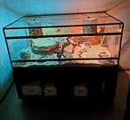 Te koop   terrarium