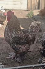 Mechelse koekoek trio, Dieren en Toebehoren, Meerdere dieren, Kip