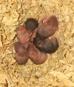 Jonge russische dwerghamsters te koop, Dieren en Toebehoren, Knaagdieren, Hamster, Januari, Meerdere dieren, Tam