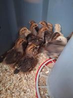 Kuikens welsumer kriel, Dieren en Toebehoren, Pluimvee, Geslacht onbekend, Kip