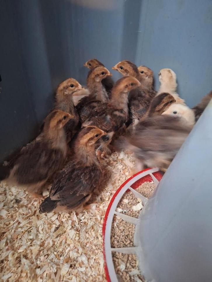 Kuikens welsumer kriel, Dieren en Toebehoren, Pluimvee, Kip, Geslacht onbekend