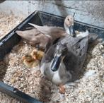 Indische loopeend, Dieren en Toebehoren, Pluimvee, Mannelijk