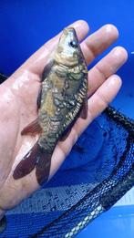 Spiegel karpers 15-25cm, Dieren en Toebehoren, Karper of Koi