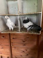 Tipler anglais Boden, Animaux & Accessoires, Oiseaux | Pigeons