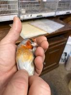 Kruisers distelvink x kanarie, Dieren en Toebehoren, Vogels | Overige Vogels, Mannelijk, Wildzangvogel, Geringd