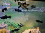 10 Black mollys, Dieren en Toebehoren