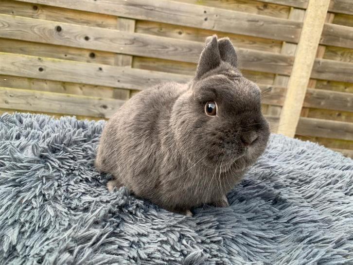 Kleurdwerg blauwe ram, Animaux & Accessoires, Lapins, Nain, Mâle