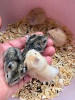Russische Dwerghamsters, Dieren en Toebehoren, Knaagdieren, Hamster, Augustus, Meerdere dieren, Tam
