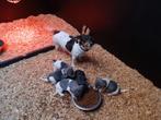 Jack Russel puppys, Animaux & Accessoires, Chiens | Jack Russell & Terriers, Plusieurs, Parvovirose, Jack Russel Terrier, Belgique