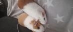 Vrawelijk cavias, Dieren en Toebehoren, Maart