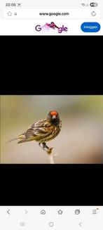 GEZOCHT koppels roodvoorhoofd kanaries, Animaux & Accessoires, Oiseaux | Canaris