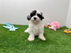 Chiots Mal-Shi (Bichon maltais x Shih Tzu), Parvovirose, Autres races, Plusieurs, Belgique