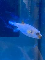 Arothron Nigropunctatus (M)(kogelvis), Dieren en Toebehoren, Vissen | Aquariumvissen, Vis, Zoutwatervis