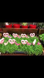 moederdag bloem 4,50€ per stuks afhalen in 8531 of 9800, Maison & Meubles, Plantes d'intérieur, Enlèvement ou Envoi
