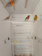 Canari, Dieren en Toebehoren, Vogels | Kanaries