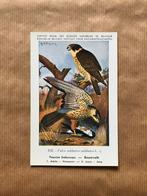 Vogels van België  Nr. 102 Boomvalk, Ophalen of Verzenden, Ongelopen, Vogel