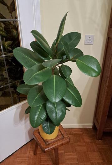 Ficus Robusta- rubberplant 90cm beschikbaar voor biedingen