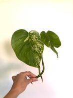 Monstera albo variegata kopstek, Ombre partielle, Plante verte, Enlèvement ou Envoi, Moins de 100 cm