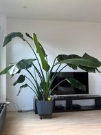 Strelitzia Nicolai, Huis en Inrichting, Kamerplanten, Ophalen