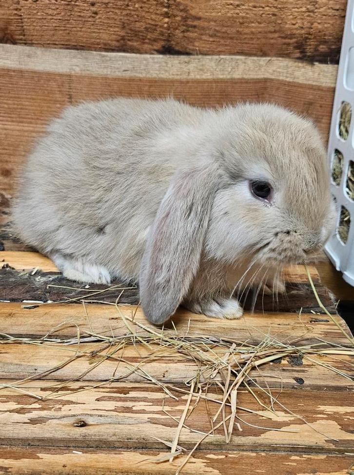 Franse hangoor ram geënt, Dieren en Toebehoren, Konijnen, Hangoor