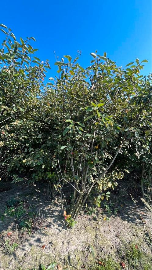 Amelanchier Lamarckii Meerstammige krentenbomen, Jardin & Terrasse, Plantes | Arbres, Été, Enlèvement ou Envoi